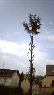 lagage/abattage